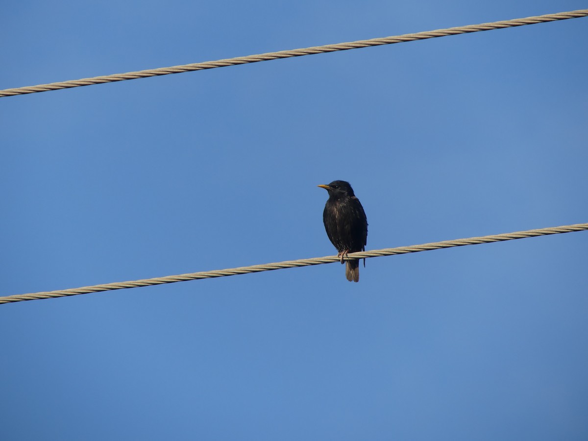 European Starling - ML646497884