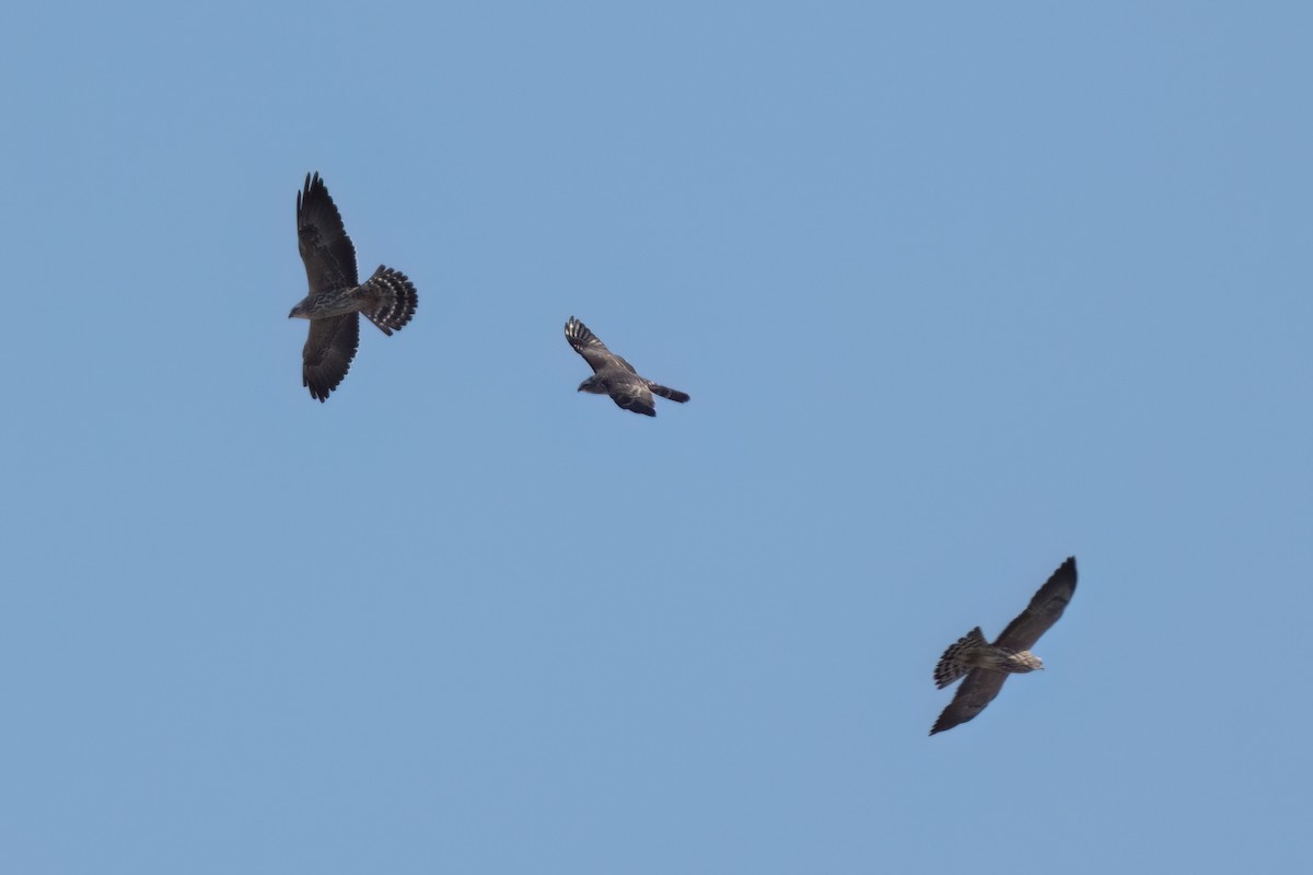 Mississippi Kite - ML646497902