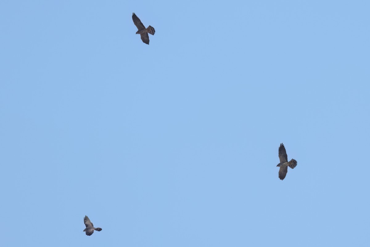 Mississippi Kite - ML646497903