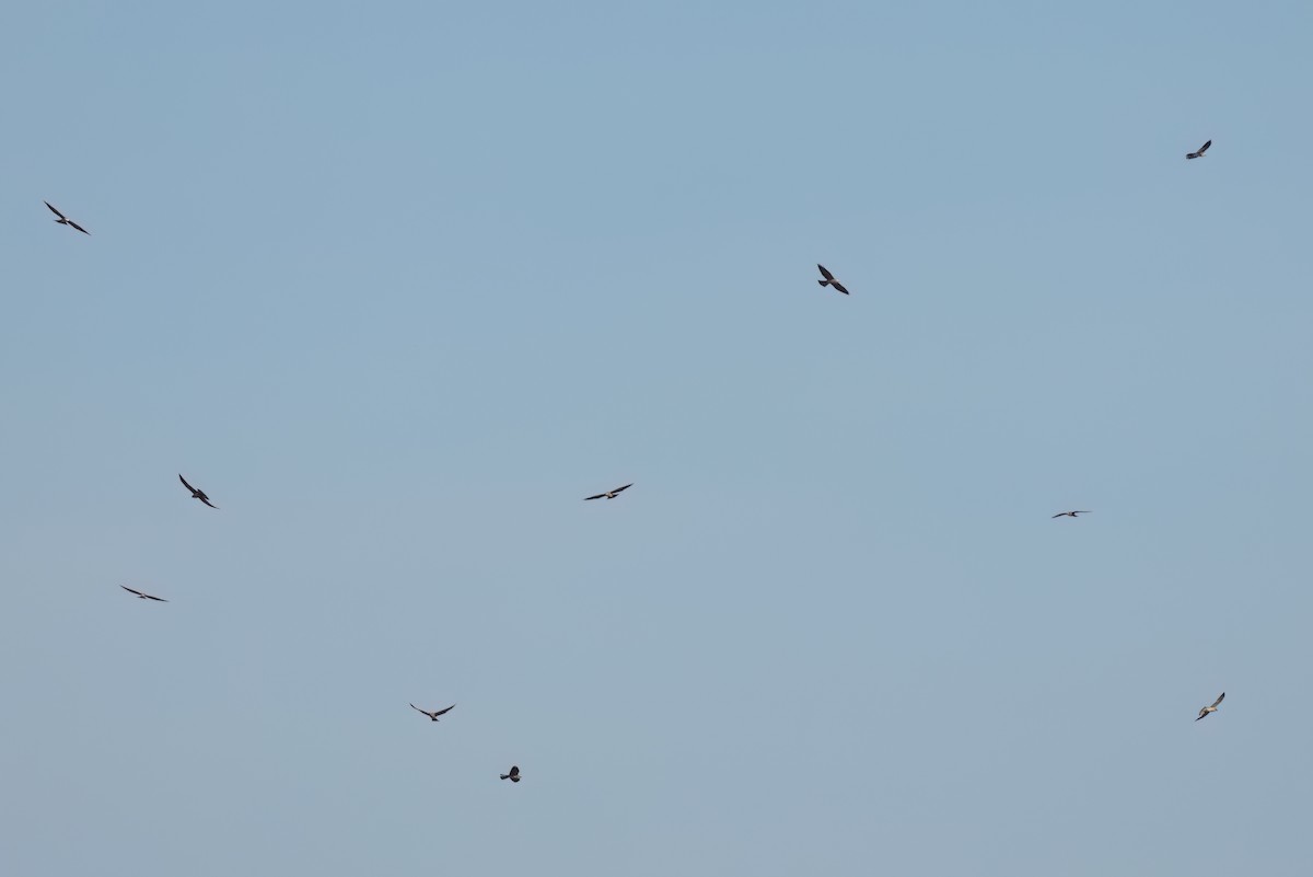 Mississippi Kite - ML646497904