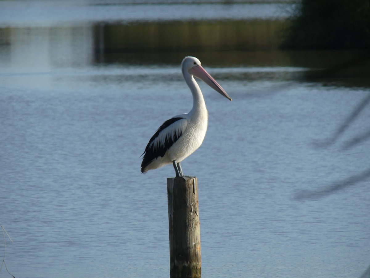 Australian Pelican - ML646497905