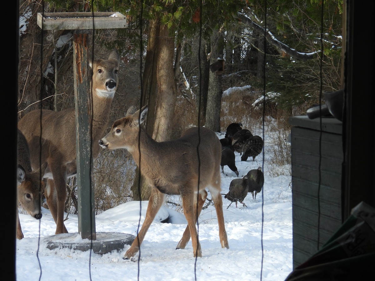 Wild Turkey - ML646497906