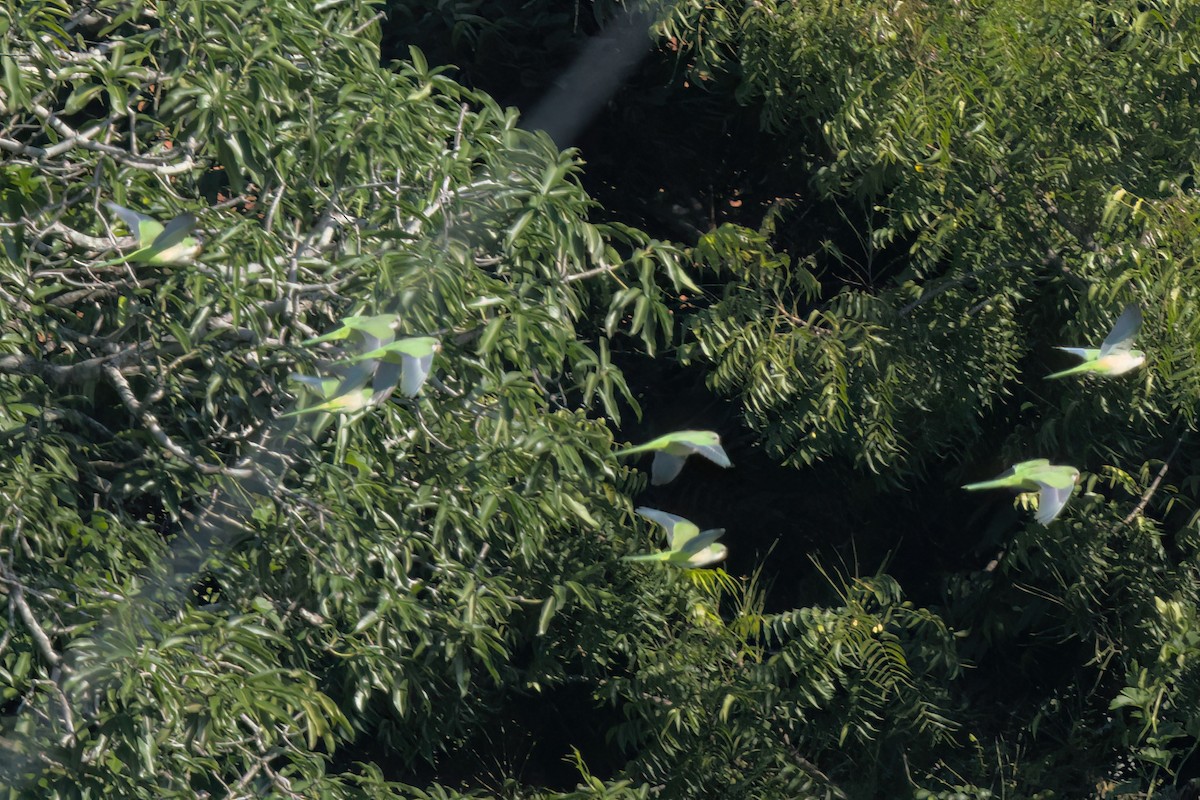 Калита сіроволий - ML646497907