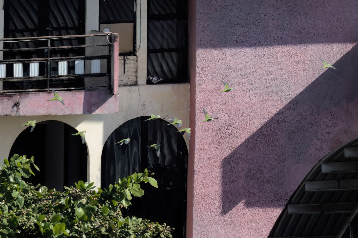 Калита сіроволий - ML646497908