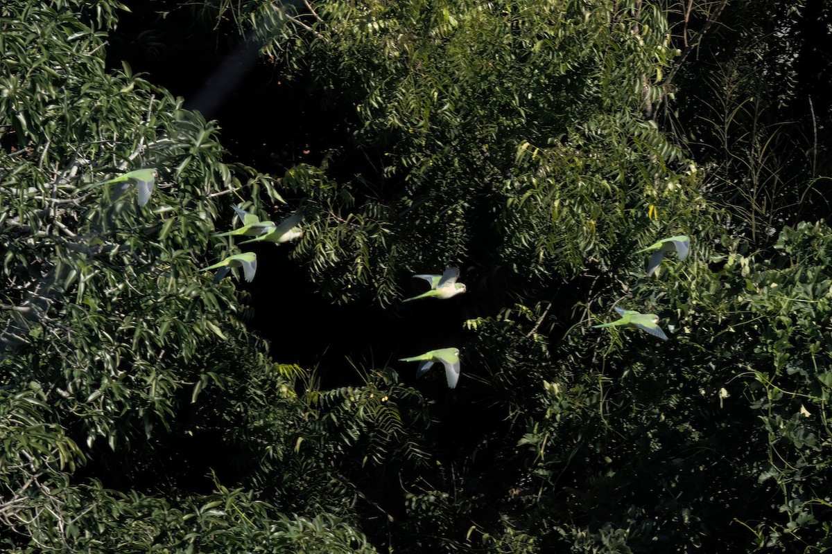 Калита сіроволий - ML646497909