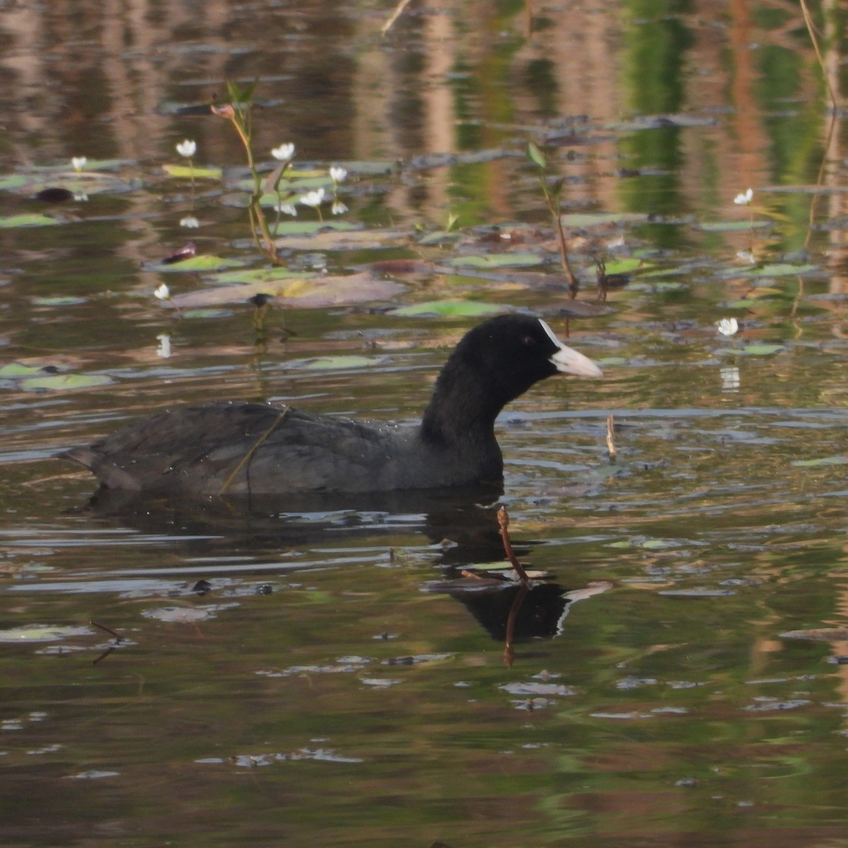 Eurasian Coot - ML646497911