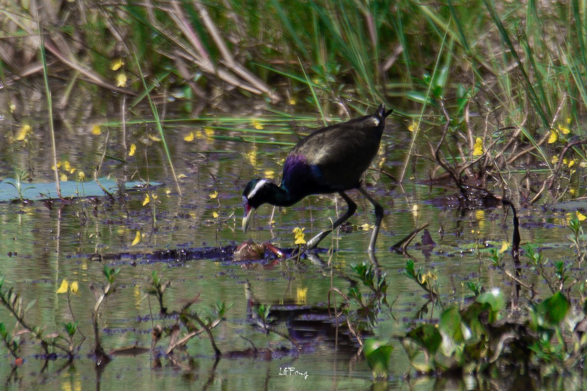 Bronze-winged Jacana - ML646497915