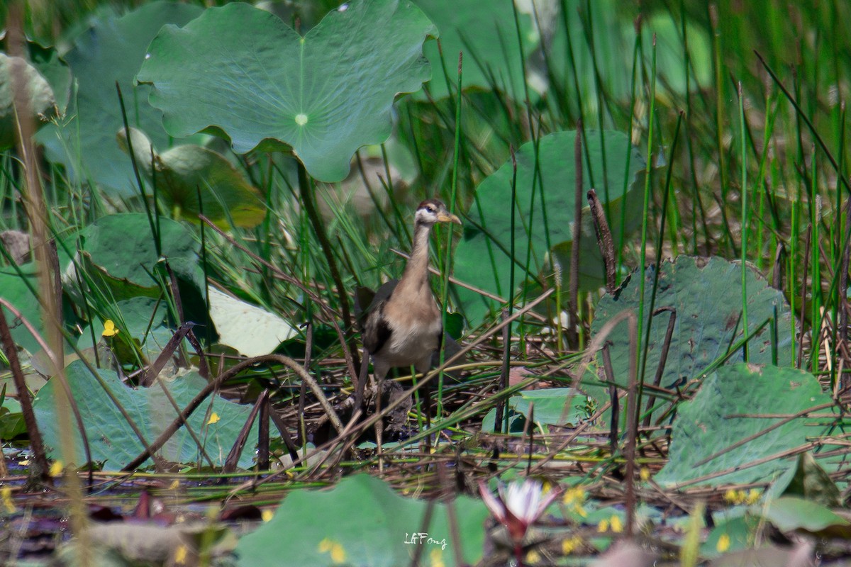 Bronze-winged Jacana - ML646497916