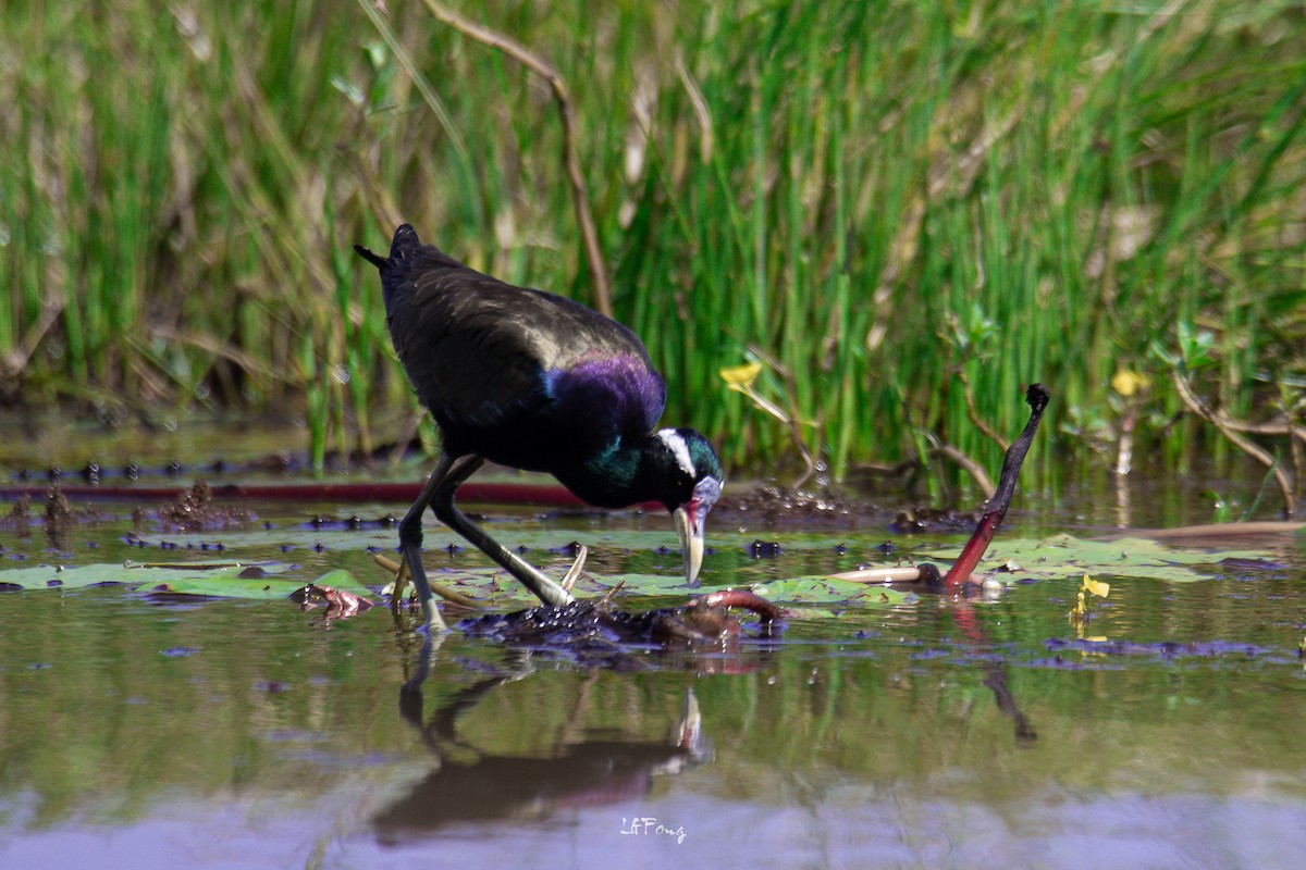 Bronze-winged Jacana - ML646497917