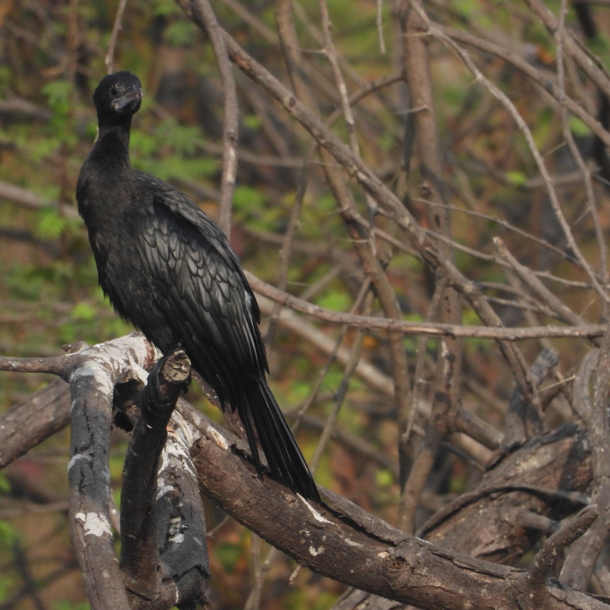 Little Cormorant - ML646497920