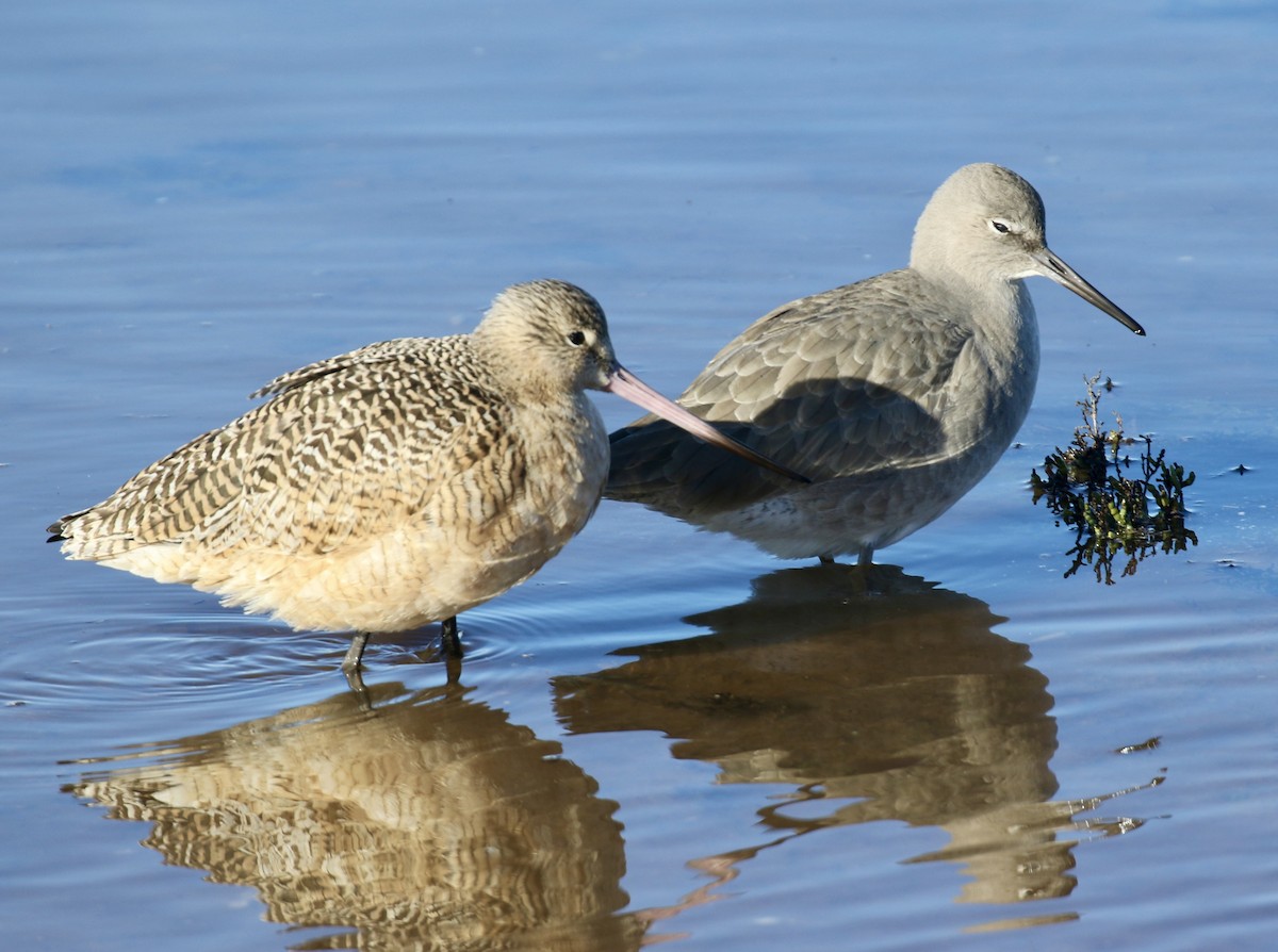 Willet - ML646497922