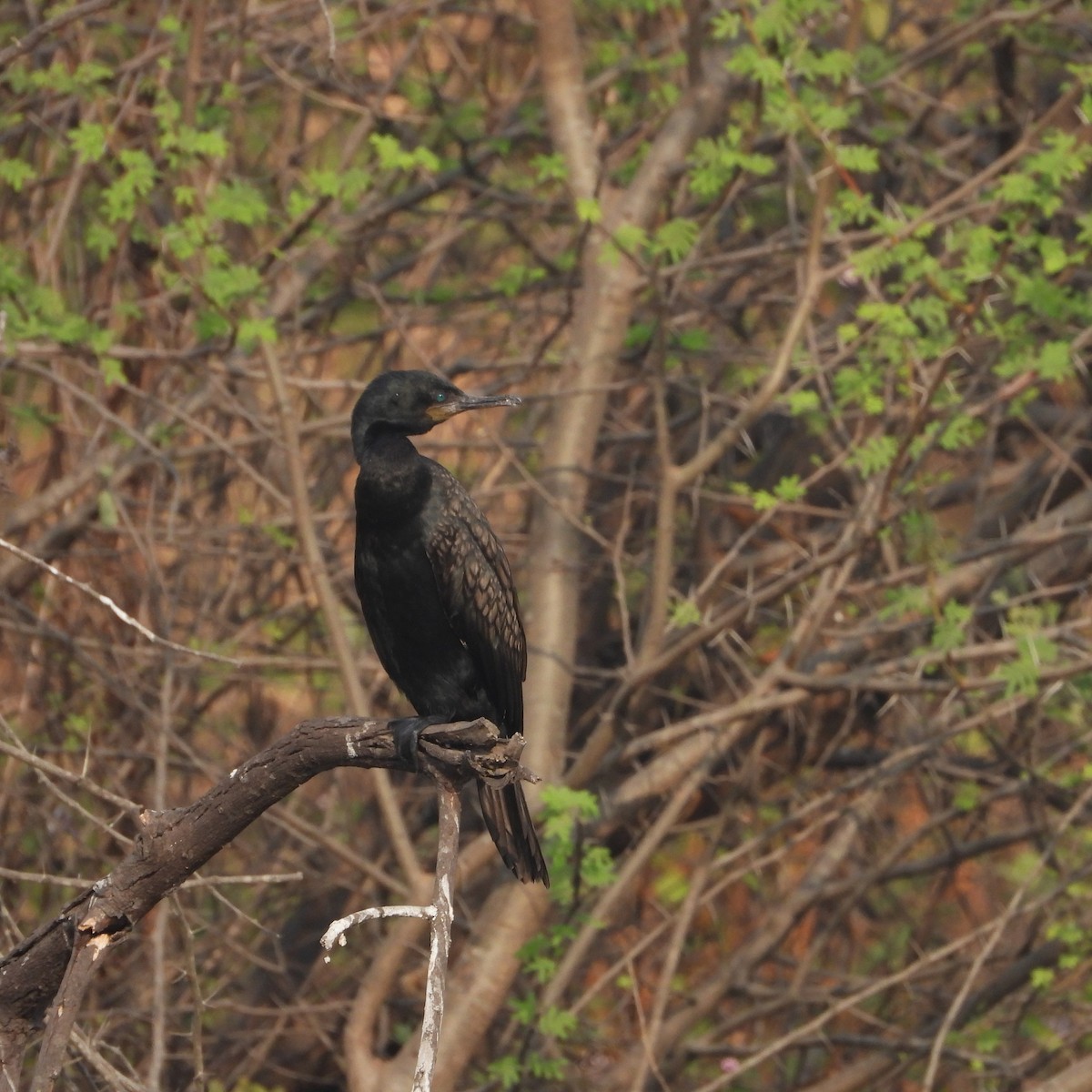 Indian Cormorant - ML646497923