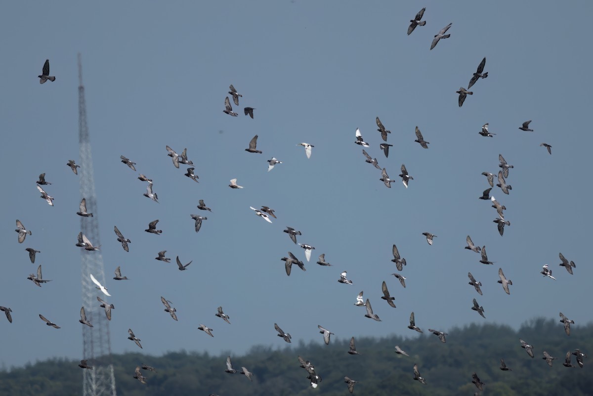 Rock Pigeon (Feral Pigeon) - ML646497926
