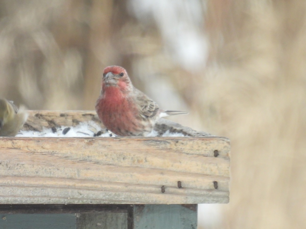 House Finch - ML646497929