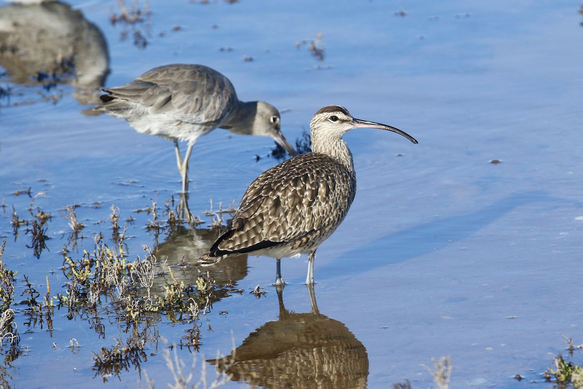 Hudsonian Whimbrel - ML646497930