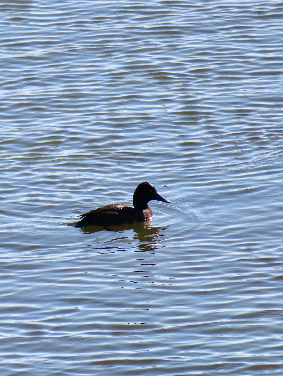 Ferruginous Duck - ML646497943