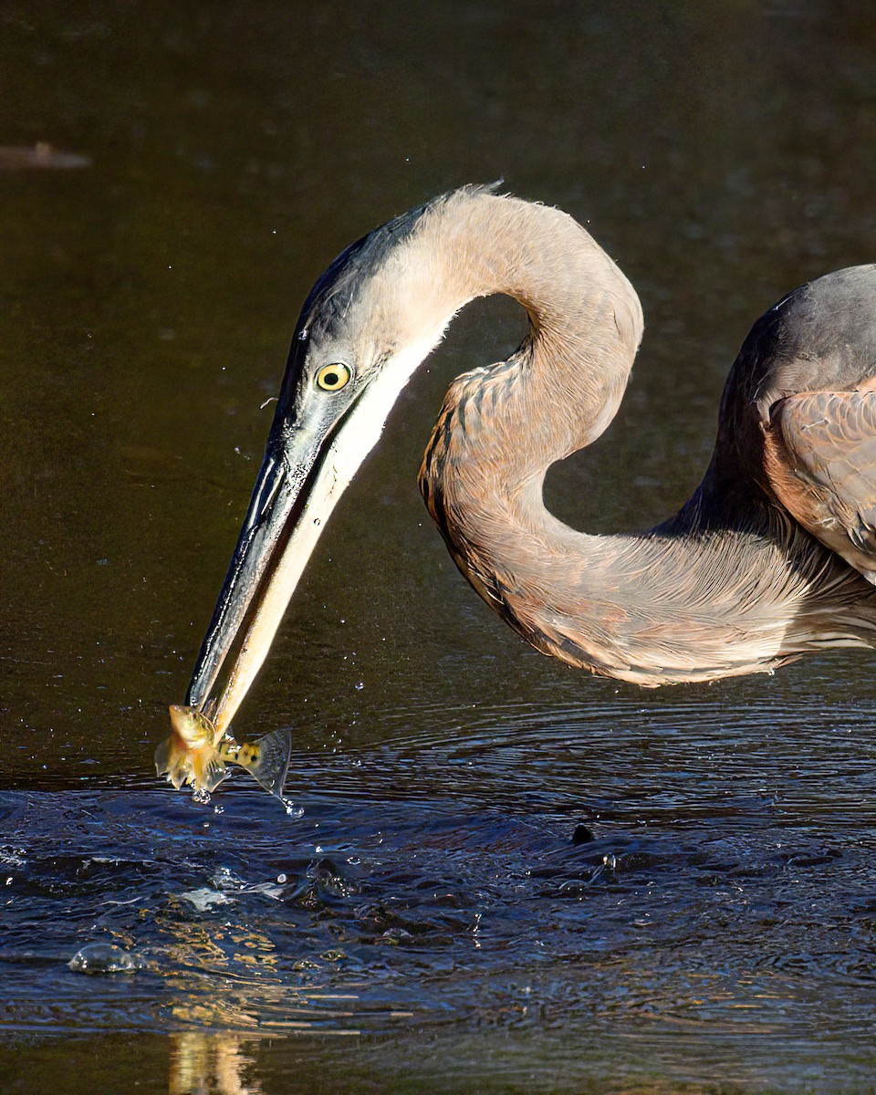 Great Blue Heron - ML646497944