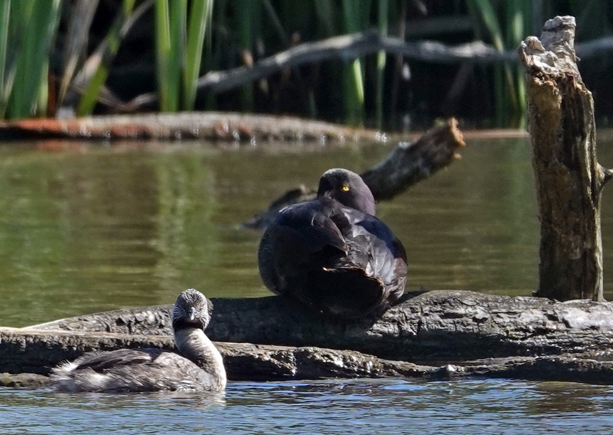 Zampullín Canoso - ML646497946