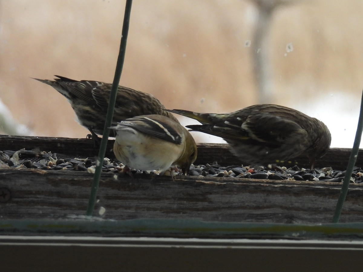 Pine Siskin - ML646497958