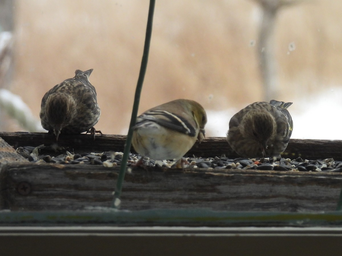 Pine Siskin - ML646497959