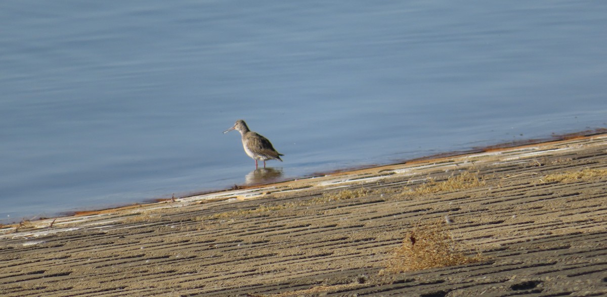 Spotted Redshank - ML646497960