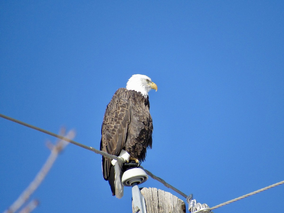 Itsas arrano buruzuria - ML646497964