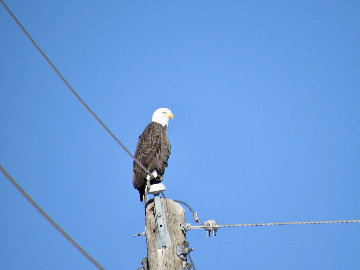 Itsas arrano buruzuria - ML646497966