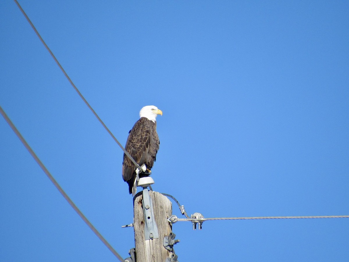 Itsas arrano buruzuria - ML646497967