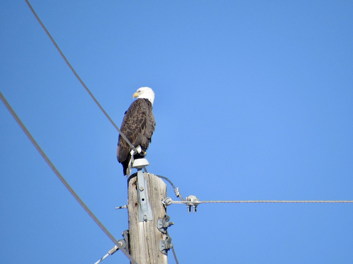 Itsas arrano buruzuria - ML646497968