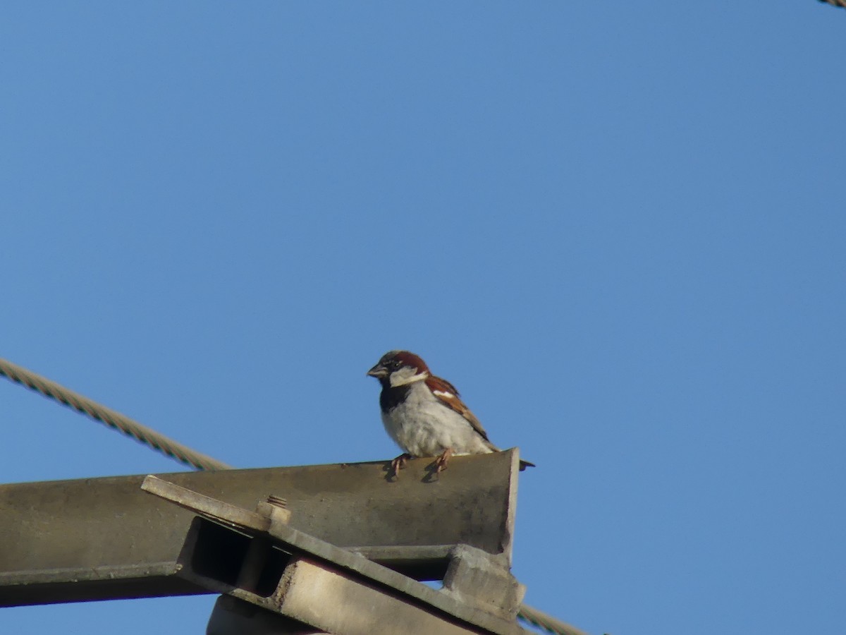 家麻雀 - ML646497970