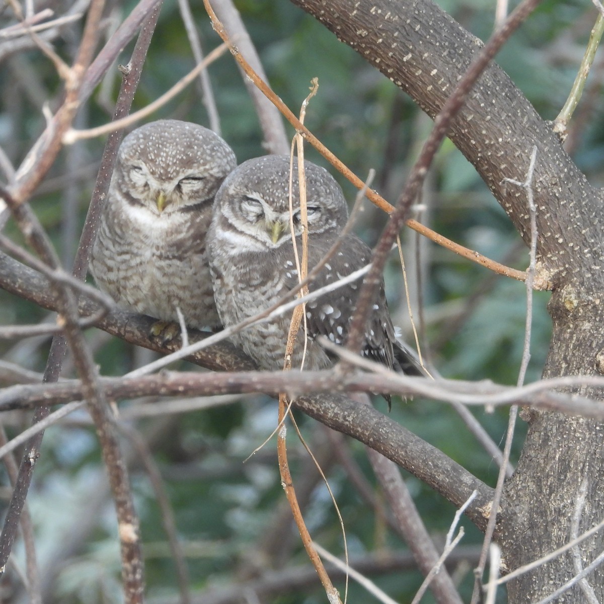 Spotted Owlet - ML646497972