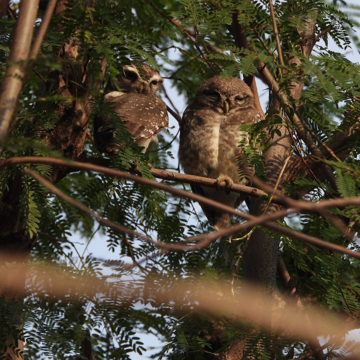 Spotted Owlet - ML646497973