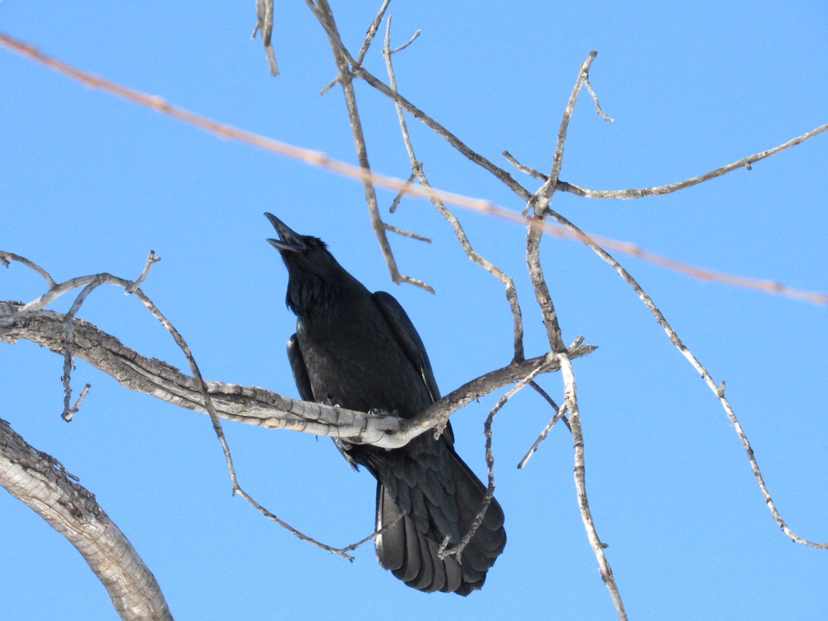 Common Raven - ML646497979