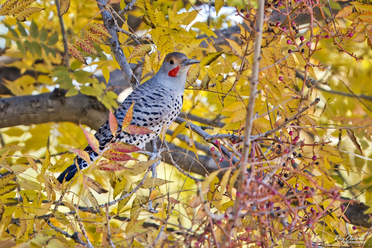 Northern Flicker (Red-shafted) - ML646497981