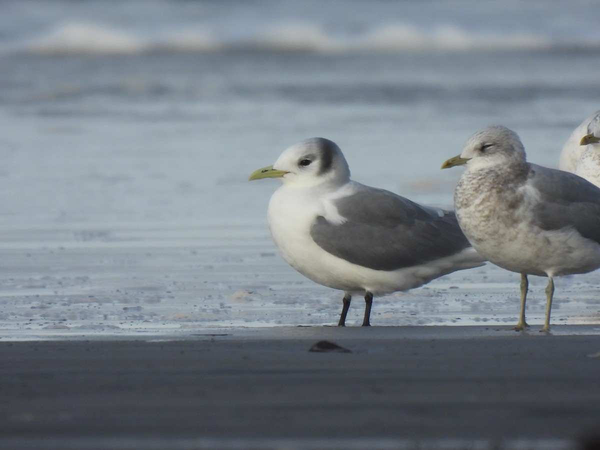 Black-legged Kittiwake - ML646497982