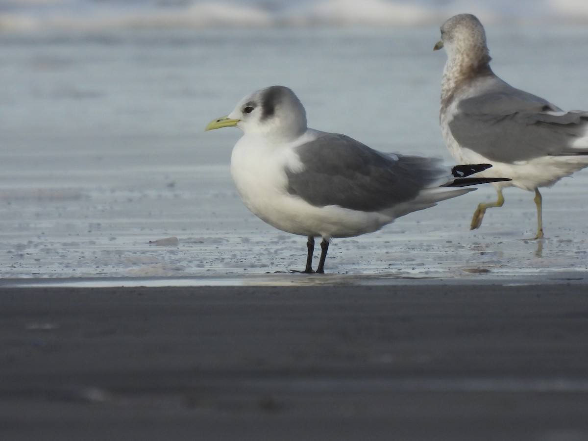 Black-legged Kittiwake - ML646497983