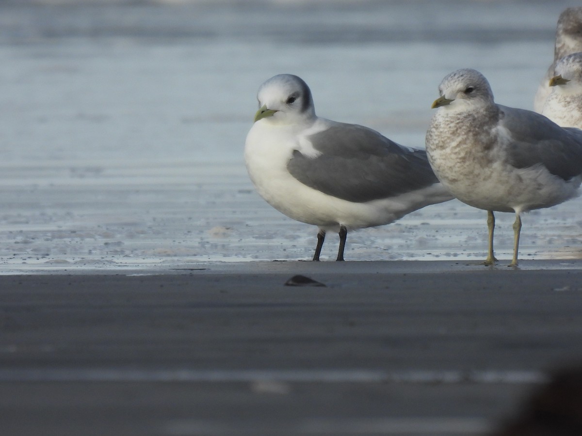 krykkje - ML646497984