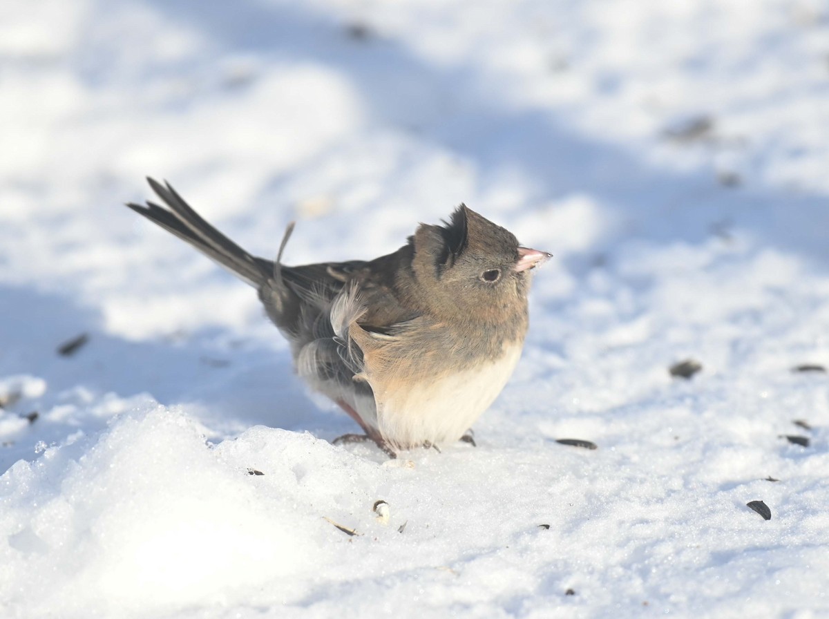 ユキヒメドリ - ML646497987