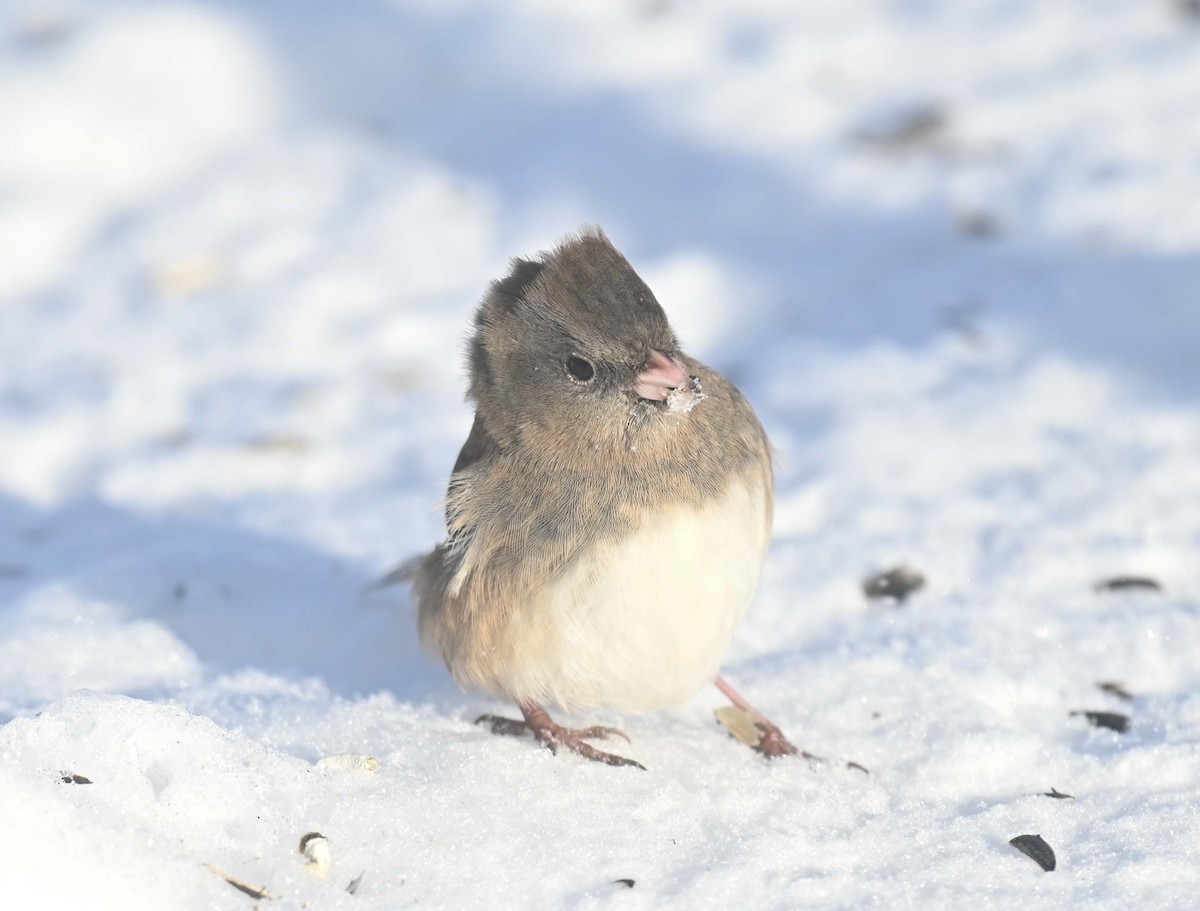 ユキヒメドリ - ML646497988