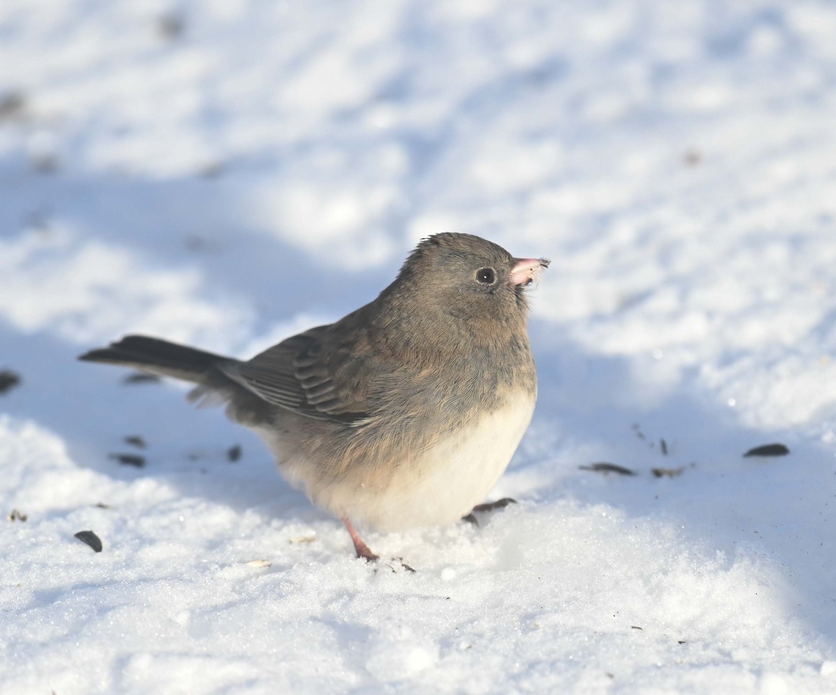 ユキヒメドリ - ML646497989