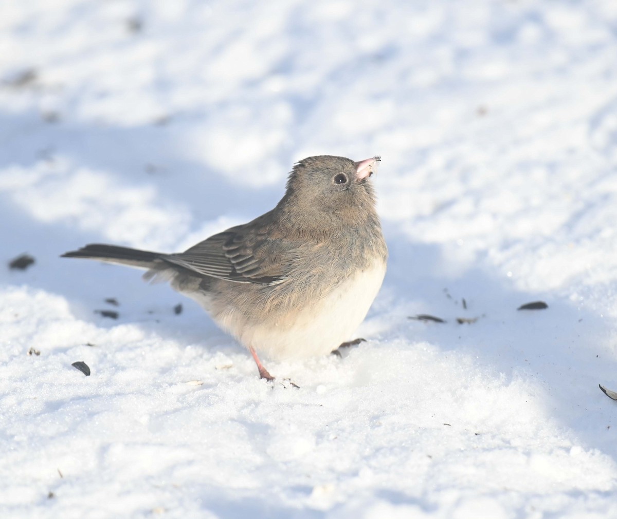 ユキヒメドリ - ML646497990