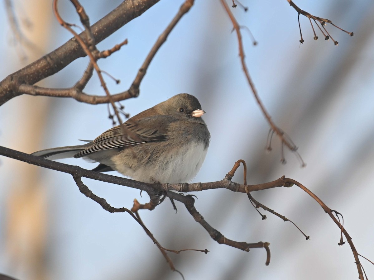 ユキヒメドリ - ML646497991