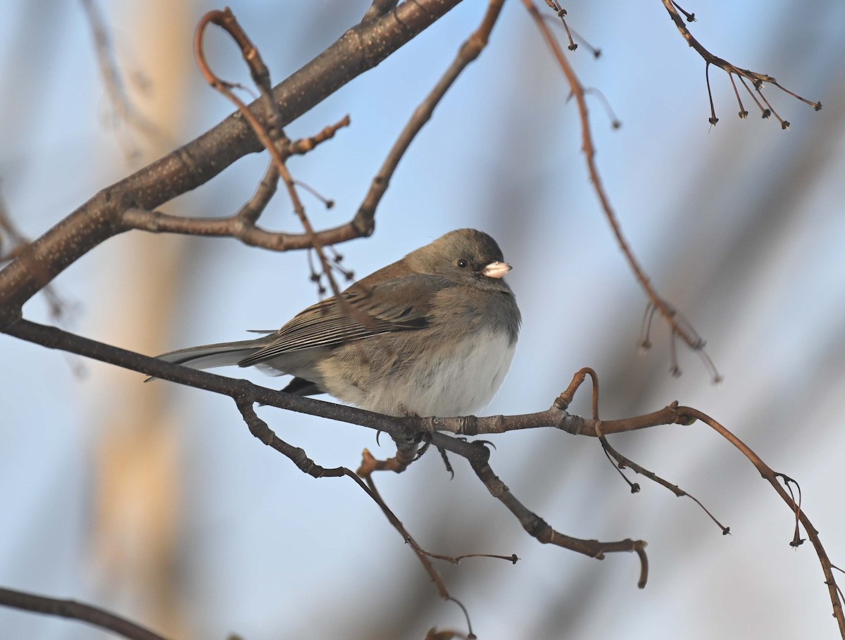 ユキヒメドリ - ML646497992