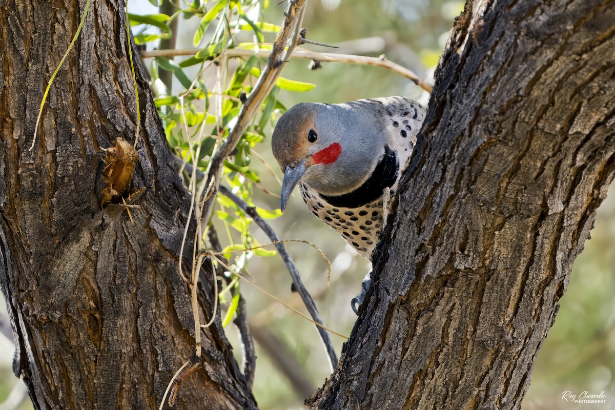 Northern Flicker (Red-shafted) - ML646497993