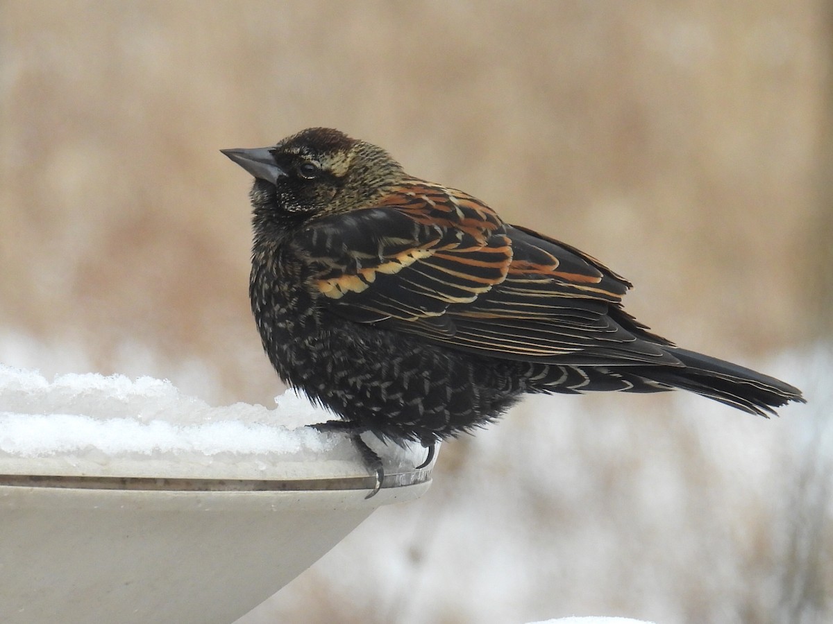 Red-winged Blackbird - ML646497994