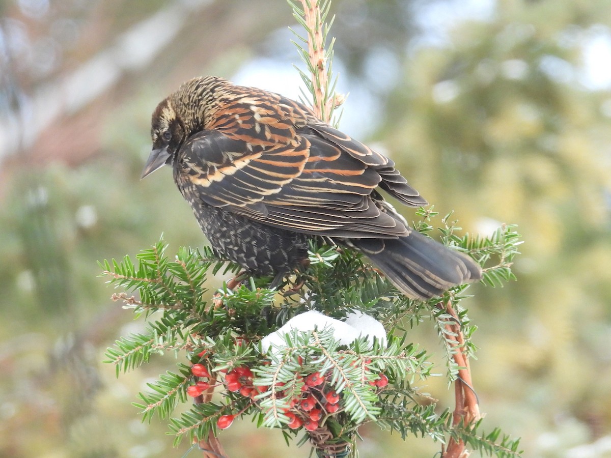 Red-winged Blackbird - ML646497995