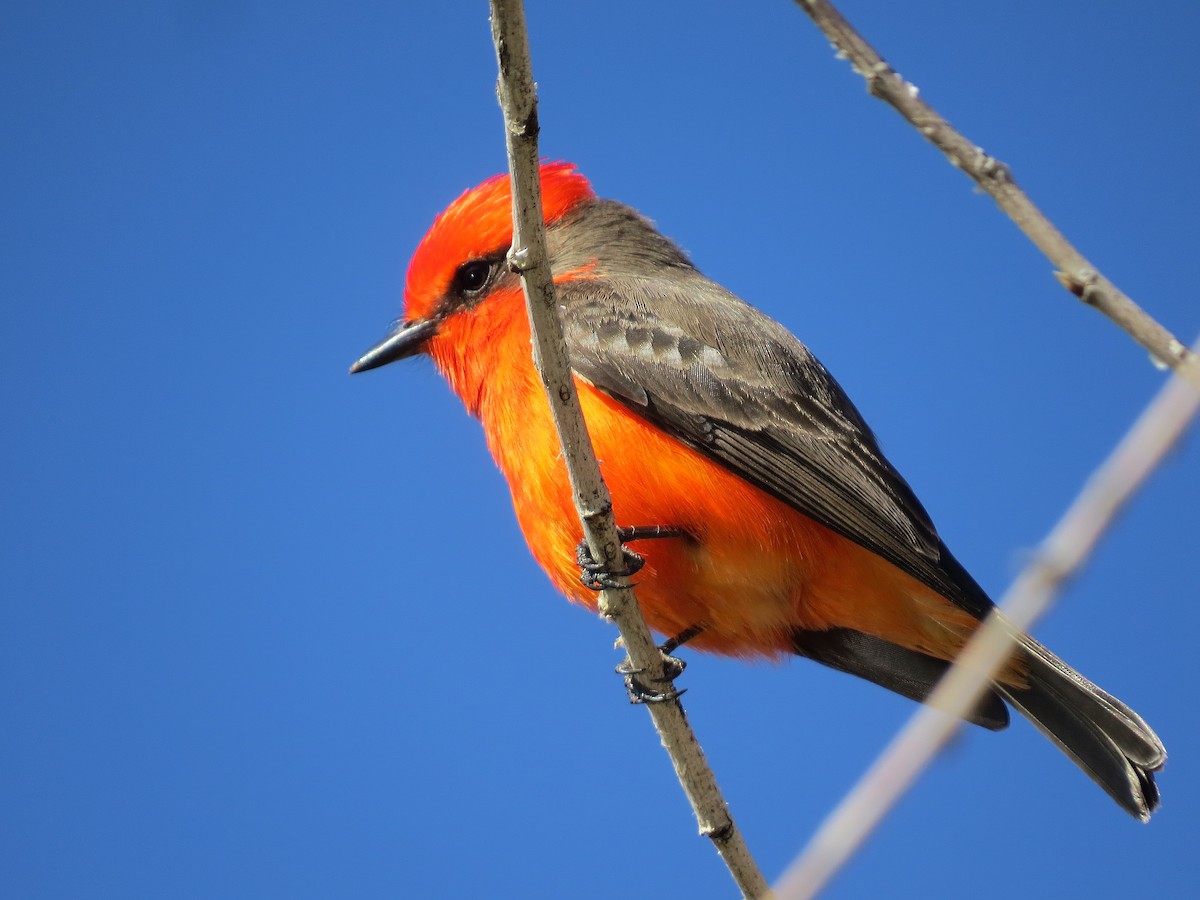 Vermilion Flycatcher - ML646497998