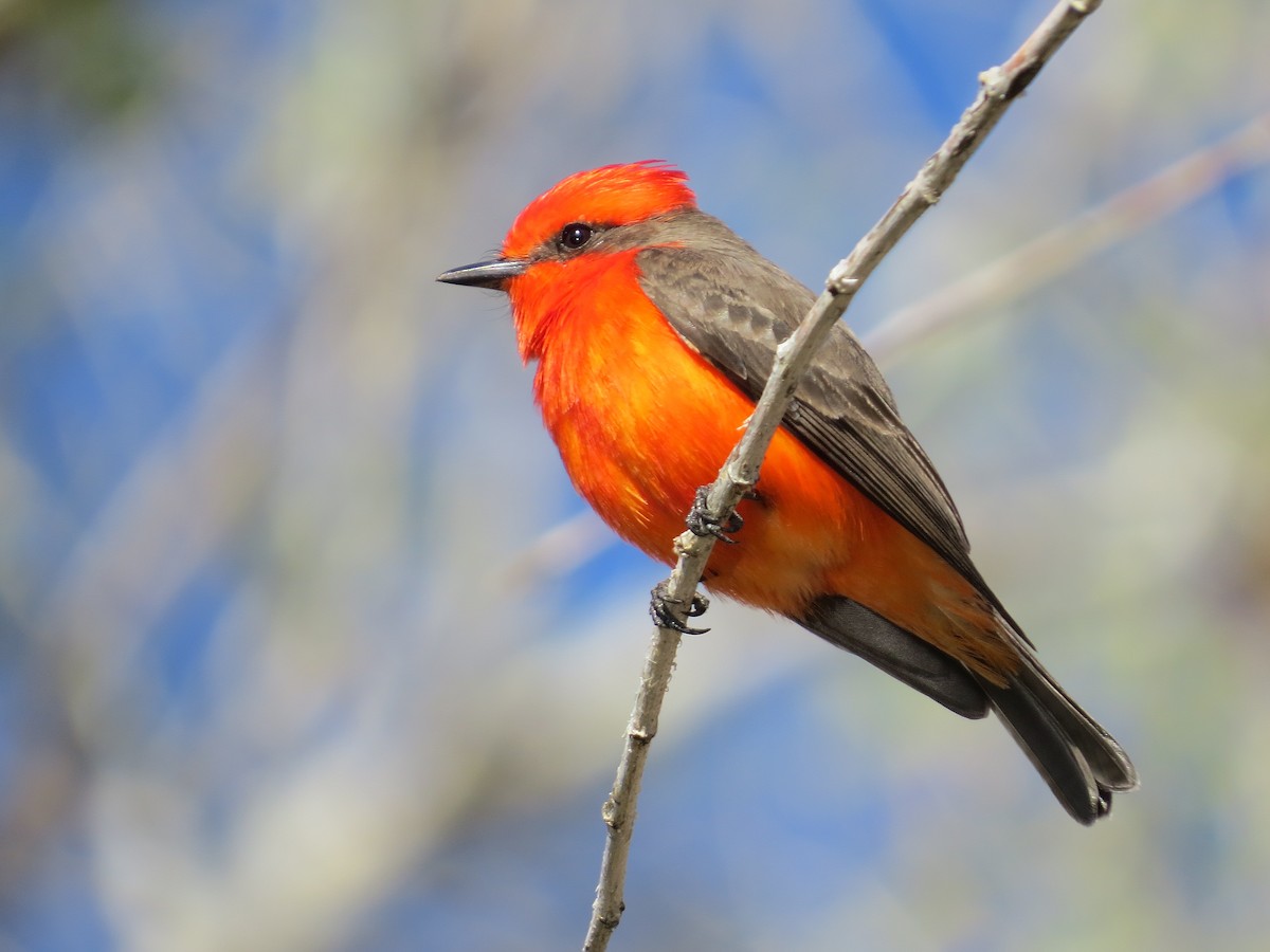 Vermilion Flycatcher - ML646497999