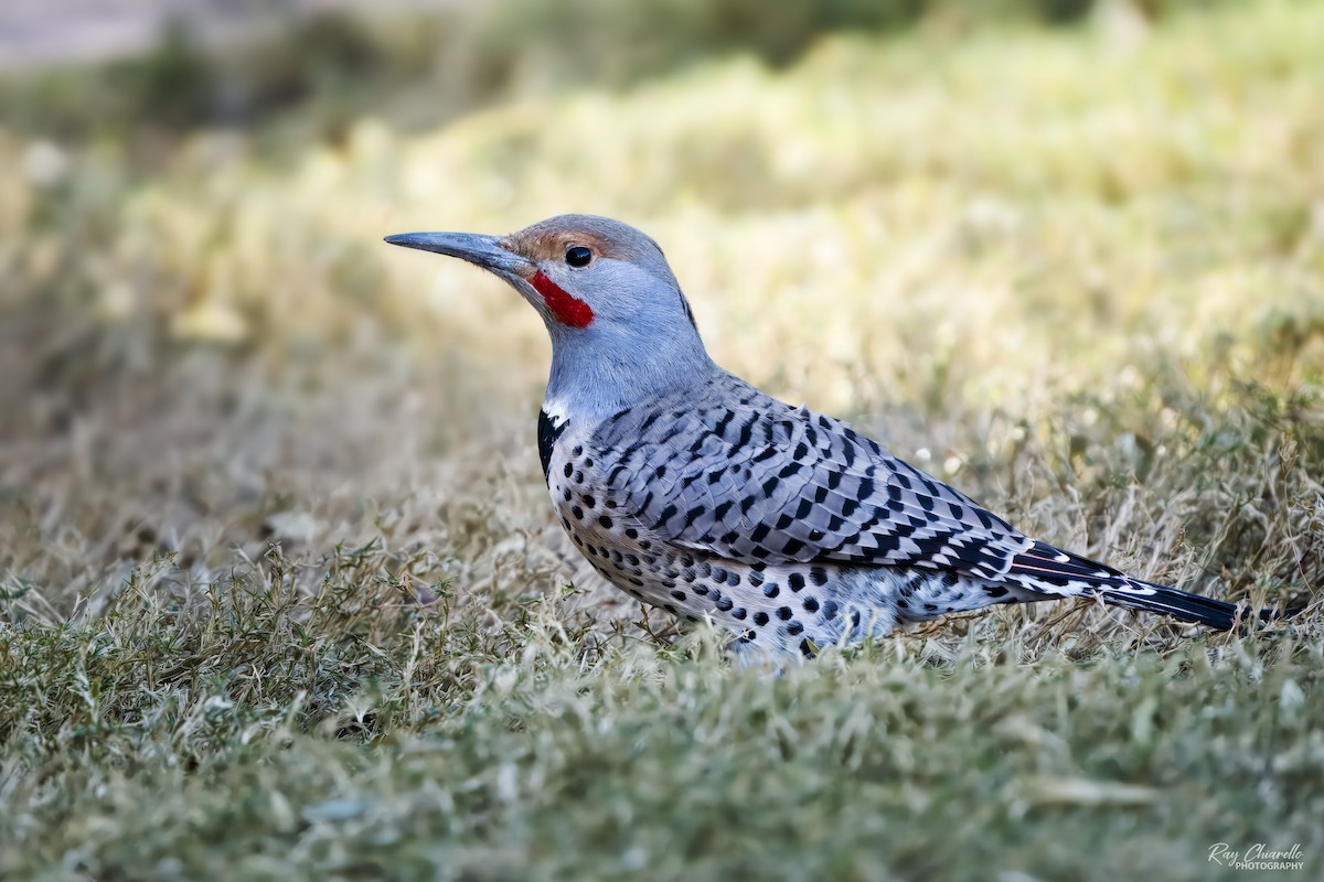 Northern Flicker (Red-shafted) - ML646498001