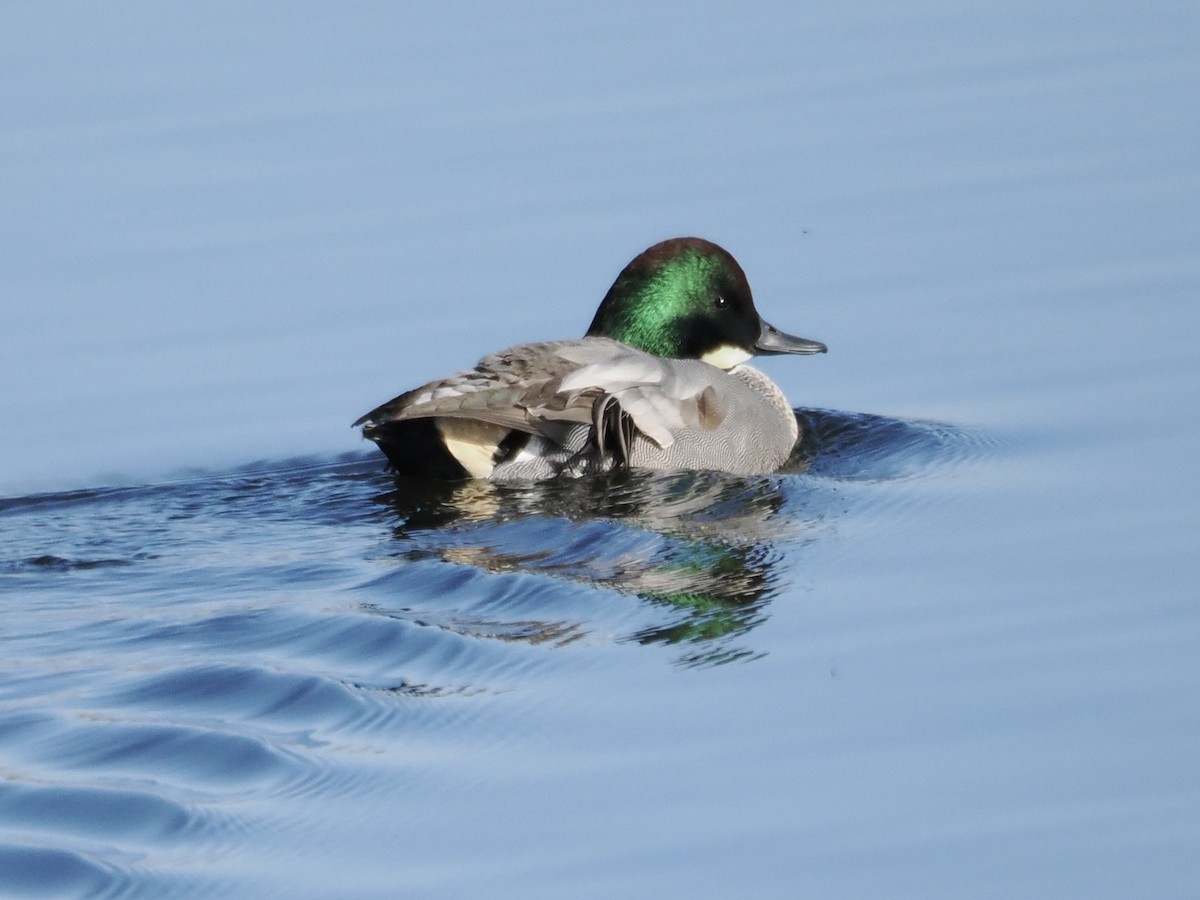 שרשיר חרמש - ML646498002